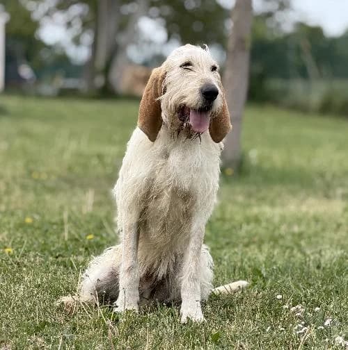 Curly, male 3yo mixed breed for adoption at APA63 Clermont-Ferrand, Clermont-Ferrand