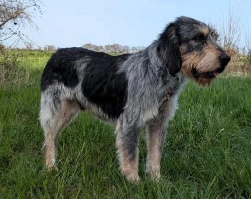 Jo, male 6yo mixed breed for adoption at APA63 Clermont-Ferrand, Clermont-Ferrand