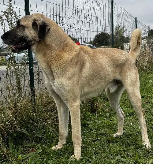 Cesur, male senior mixed breed for adoption at APA63 Clermont-Ferrand, Clermont-Ferrand