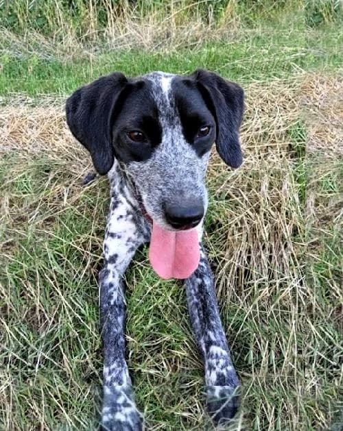 Sia, female 3yo Pointer for adoption at APA63 Clermont-Ferrand, Clermont-Ferrand