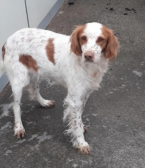 Mulane, female 3yo Brittany Spaniel for adoption at APA63 Clermont-Ferrand, Clermont-Ferrand