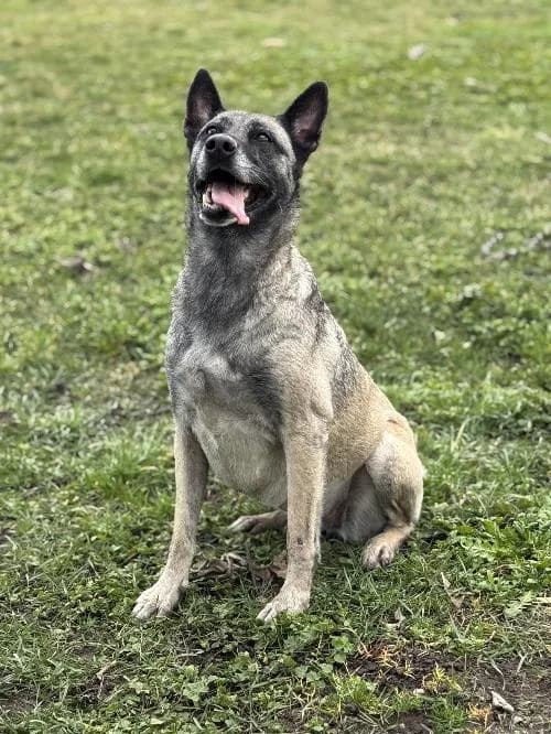Arya, female 7yo Belgian Malinois for adoption at APA63 Clermont-Ferrand, Clermont-Ferrand