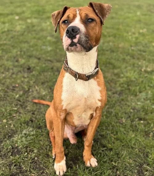 Luko, male 6yo Staffordshire Bull Terrier for adoption at APA63 Clermont-Ferrand, Clermont-Ferrand