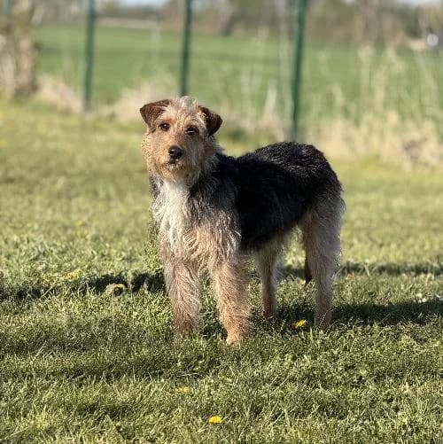 Buddy, male 4yo mixed breed for adoption at APA63 Clermont-Ferrand, Clermont-Ferrand