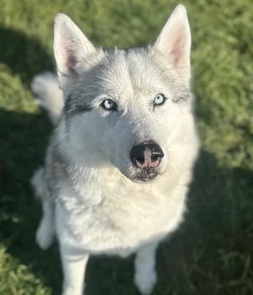 Aiko, male 6yo Husky for adoption at APA63 Clermont-Ferrand, Clermont-Ferrand