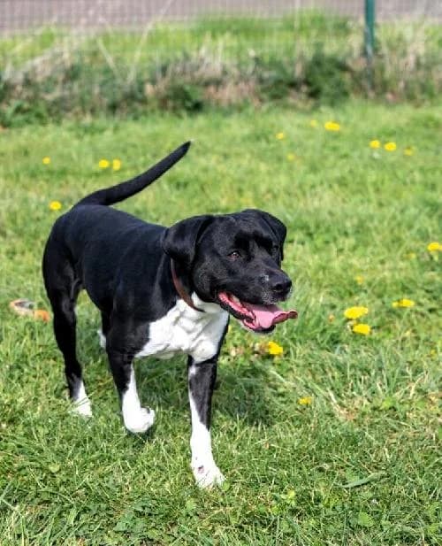 Snoop, male 6yo Labrador Retriever for adoption at APA63 Clermont-Ferrand, Clermont-Ferrand