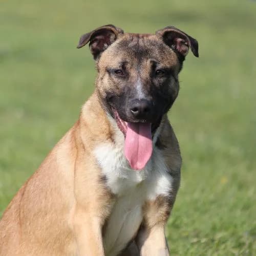 Arthus, male young mixed breed for adoption at APA63 Clermont-Ferrand, Clermont-Ferrand