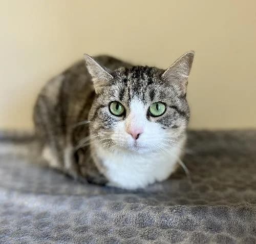 Nala, female senior mixed breed for adoption at APA63 Clermont-Ferrand, Clermont-Ferrand