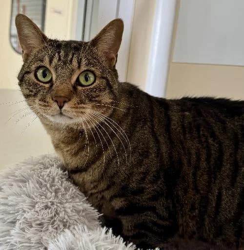Simba, male senior mixed breed for adoption at APA63 Clermont-Ferrand, Clermont-Ferrand