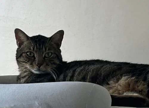 Simba, male senior mixed breed for adoption at APA63 Clermont-Ferrand, Clermont-Ferrand