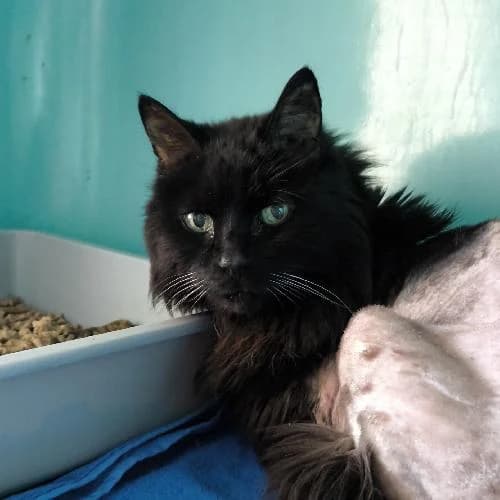 Cesar, male senior mixed breed for adoption at APA63 Clermont-Ferrand, Clermont-Ferrand