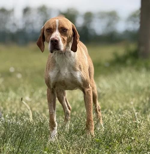 Wiko, male young Pointer for adoption at APA63 Clermont-Ferrand, Clermont-Ferrand