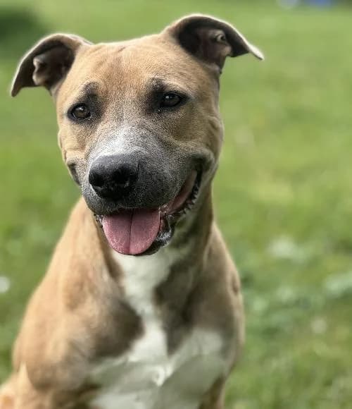 Nala, female 3yo mixed breed for adoption at APA63 Clermont-Ferrand, Clermont-Ferrand