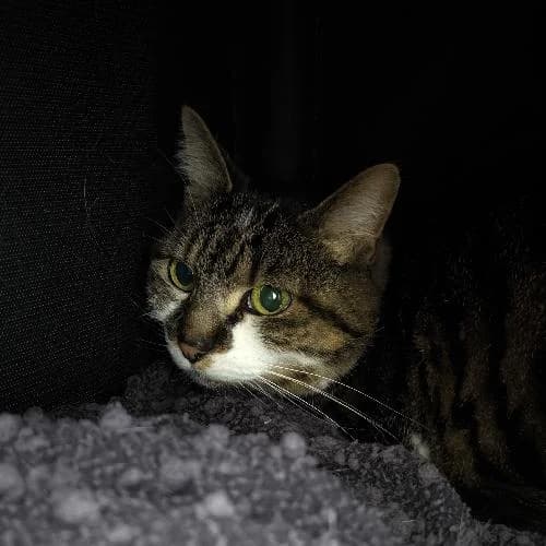 Minette, female senior mixed breed for adoption at APA63 Clermont-Ferrand, Clermont-Ferrand