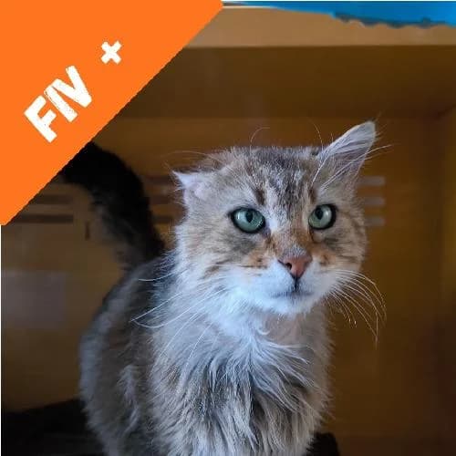 Pepite, male 6yo mixed breed for adoption at APA63 Clermont-Ferrand, Clermont-Ferrand