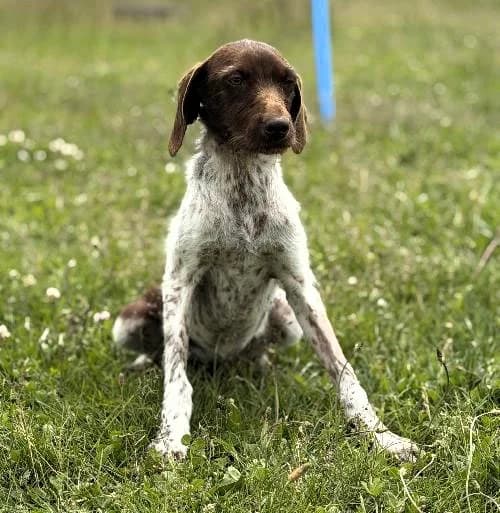 Brise, female young mixed breed for adoption at APA63 Clermont-Ferrand, Clermont-Ferrand