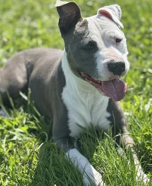 Chanel, female 7yo mixed breed for adoption at APA63 Clermont-Ferrand, Clermont-Ferrand