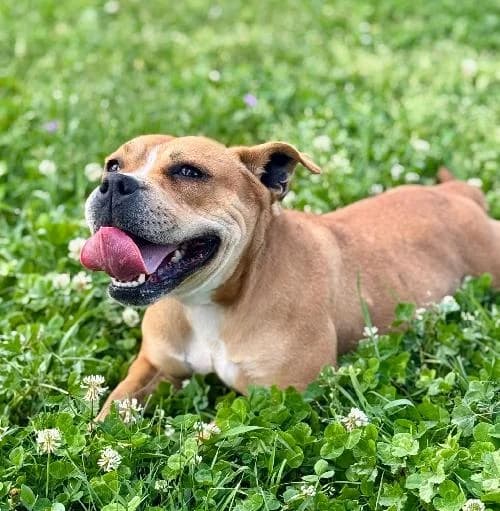 Kira, female young Staffordshire Bull Terrier for adoption at APA63 Clermont-Ferrand, Clermont-Ferrand