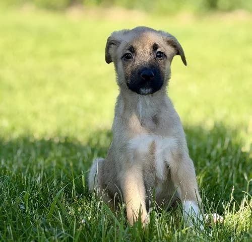 Ruby, female puppy mixed breed for adoption at APA63 Clermont-Ferrand, Clermont-Ferrand
