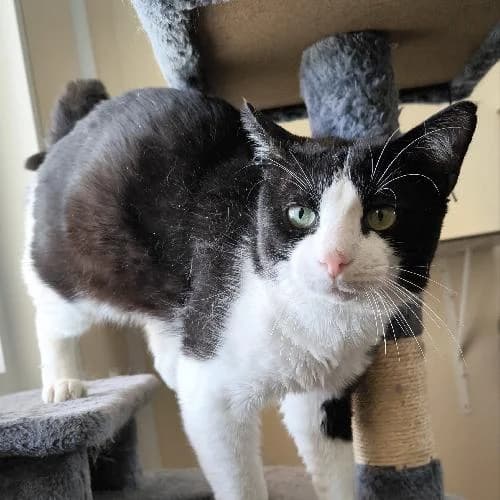 Crockdur, male 5yo mixed breed for adoption at APA63 Clermont-Ferrand, Clermont-Ferrand