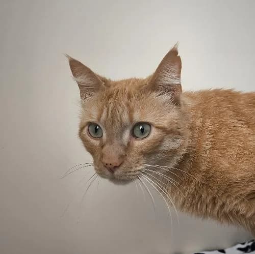 Titi, male 5yo mixed breed for adoption at APA63 Clermont-Ferrand, Clermont-Ferrand