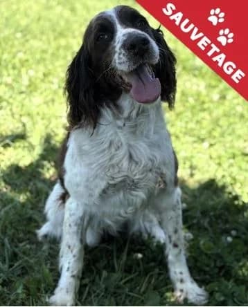Milord, male senior mixed breed for adoption at APA63 Clermont-Ferrand, Clermont-Ferrand