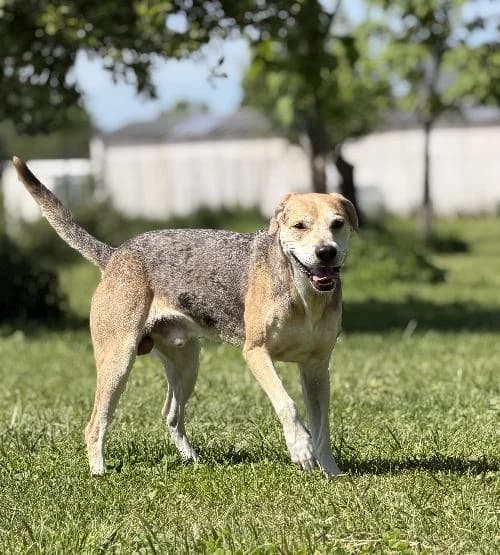 Hoppi, male 6yo mixed breed for adoption at APA63 Clermont-Ferrand, Clermont-Ferrand