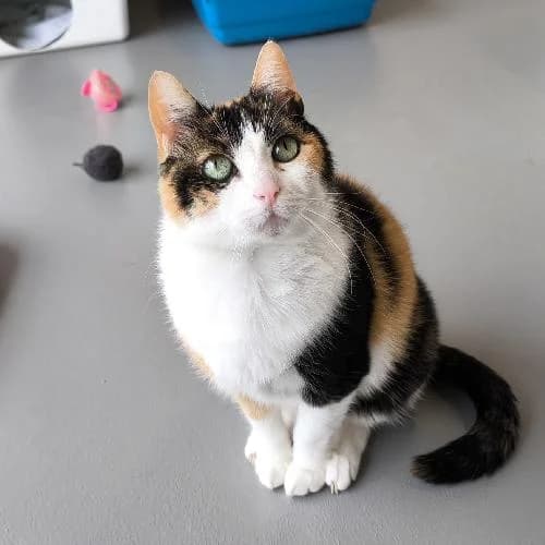 Haya, female 4yo mixed breed for adoption at APA63 Clermont-Ferrand, Clermont-Ferrand