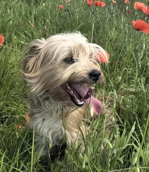 Bouille, male young mixed breed for adoption at APA63 Clermont-Ferrand, Clermont-Ferrand