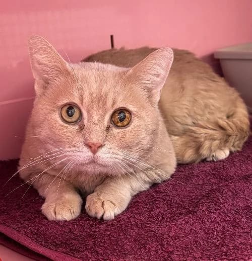 Osiris, male 5yo mixed breed for adoption at APA63 Clermont-Ferrand, Clermont-Ferrand