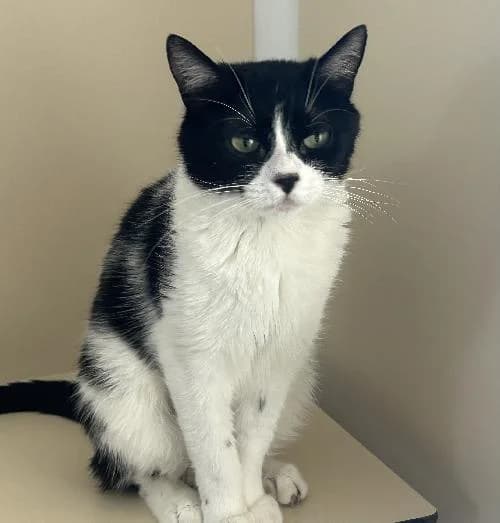 Lyra, female 4yo mixed breed for adoption at APA63 Clermont-Ferrand, Clermont-Ferrand