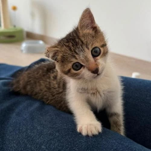 Amusette, female mixed breed for adoption at APA63 Clermont-Ferrand, Clermont-Ferrand