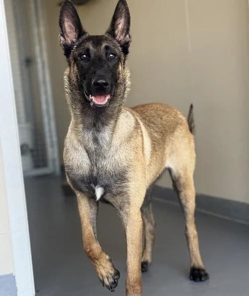 Orka, female young Belgian Malinois for adoption at APA63 Clermont-Ferrand, Clermont-Ferrand