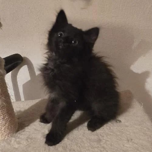 Piwi, male puppy mixed breed for adoption at APA63 Clermont-Ferrand, Clermont-Ferrand