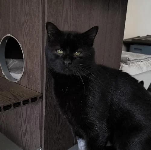 Algos, male 3yo mixed breed for adoption at APA63 Clermont-Ferrand, Clermont-Ferrand