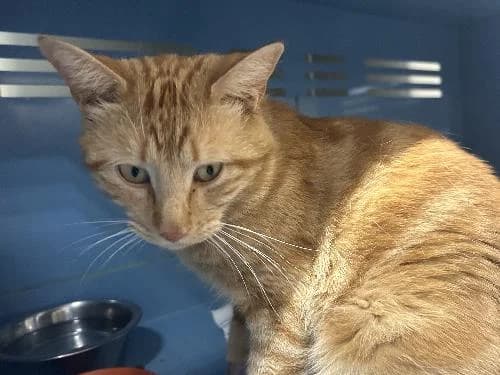Mohan, male 3yo mixed breed for adoption at APA63 Clermont-Ferrand, Clermont-Ferrand