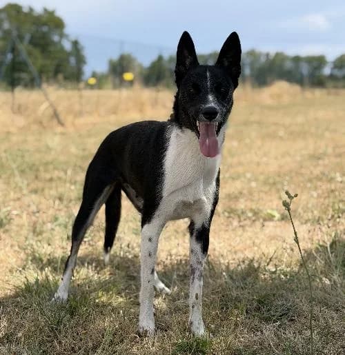 Youka, female young mixed breed for adoption at APA63 Clermont-Ferrand, Clermont-Ferrand