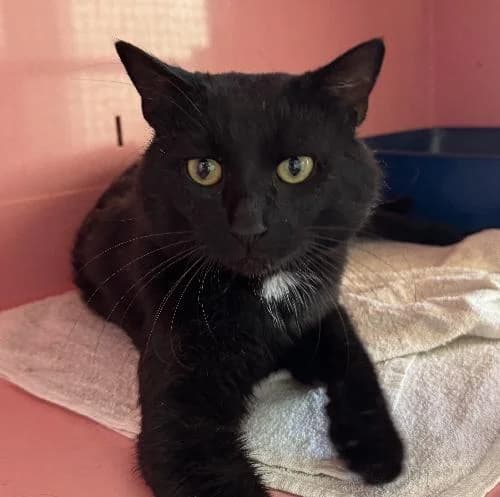 Thunder, male 5yo mixed breed for adoption at APA63 Clermont-Ferrand, Clermont-Ferrand