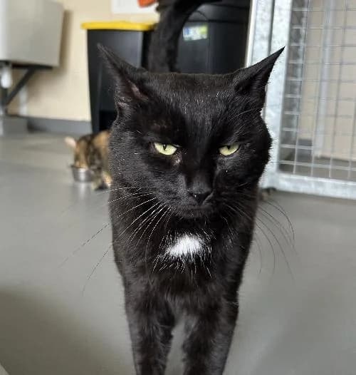 Thunder, male 5yo mixed breed for adoption at APA63 Clermont-Ferrand, Clermont-Ferrand