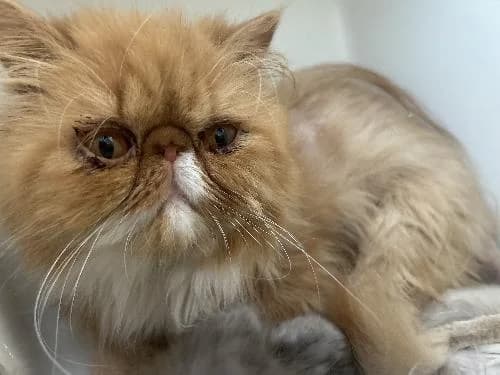 Wroon, male 3yo Persian for adoption at APA63 Clermont-Ferrand, Clermont-Ferrand