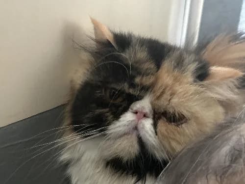 Pipounette, female young Persian for adoption at APA63 Clermont-Ferrand, Clermont-Ferrand