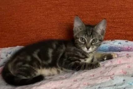 Hera, female mixed breed for adoption at APA63 Clermont-Ferrand, Clermont-Ferrand