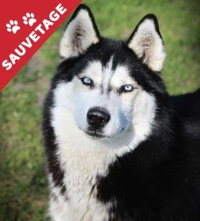 Liska Dite Laika, female senior Husky for adoption at APA63 Clermont-Ferrand, Clermont-Ferrand