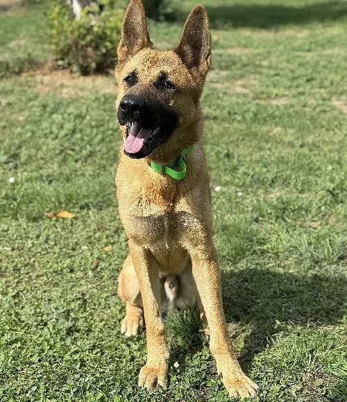 Kratos, male young mixed breed for adoption at APA63 Clermont-Ferrand, Clermont-Ferrand