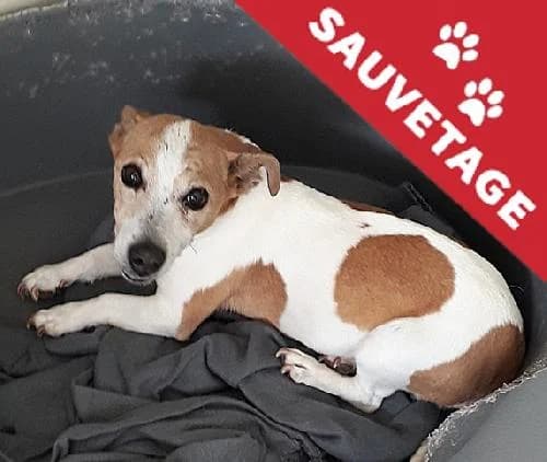 Holly, female senior Jack Russell Terrier for adoption at APA63 Clermont-Ferrand, Clermont-Ferrand