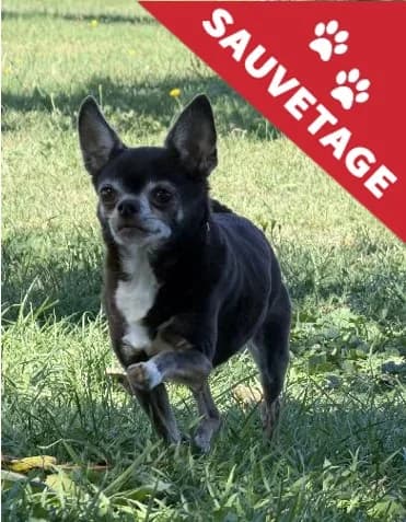 Zeus, male senior Chihuahua for adoption at APA63 Clermont-Ferrand, Clermont-Ferrand
