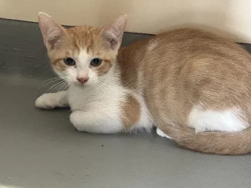 Bounty, male mixed breed for adoption at APA63 Clermont-Ferrand, Clermont-Ferrand