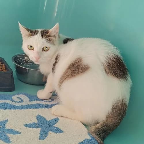 Alma, female young mixed breed for adoption at APA63 Clermont-Ferrand, Clermont-Ferrand