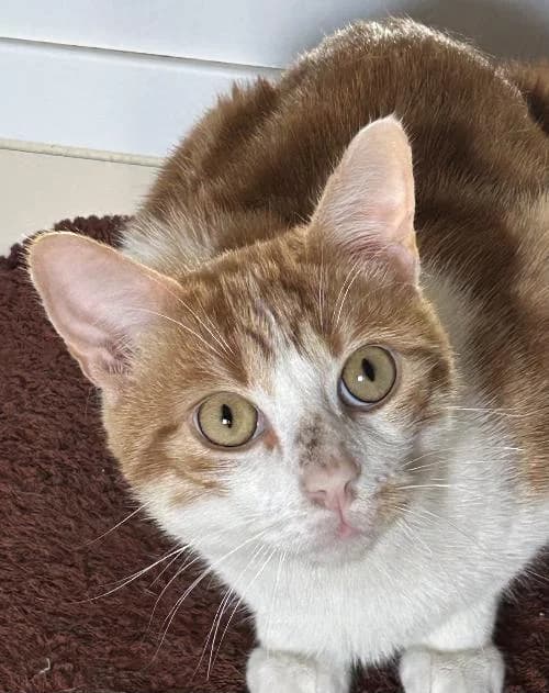 Neo, male 3yo mixed breed for adoption at APA63 Clermont-Ferrand, Clermont-Ferrand