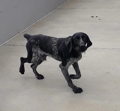 Speedy, male young Pointer for adoption at APA63 Clermont-Ferrand, Clermont-Ferrand